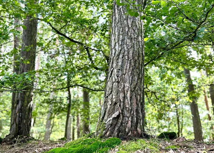 Unterm Stein - Rotkaeppchen - 3 Schlafzimmer Alheim